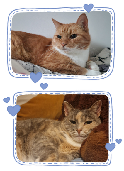 My cats Picture of two cats, other orange and other calico